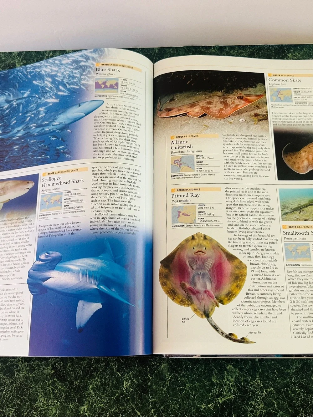 Ocean: The World's Last Wilderness Revealed -Hardcover Coffee Table Book 510p